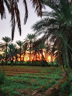 Sunset_ Among_ Palm_ Trees_ Farm Wallpaper