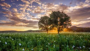 Sunset Among The Rolling Hills Wallpaper