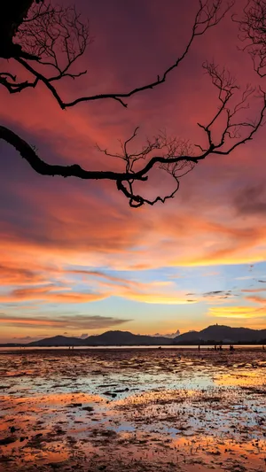 Sunset Cloud Bare Tree Wallpaper