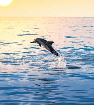 Sunset Dolphin Leap Ocean Wallpaper