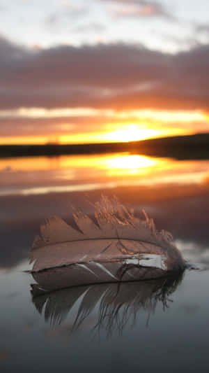 Sunset Feather Reflection Wallpaper