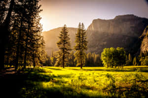 Sunset_ Glow_ Over_ Forest_ Meadow Wallpaper