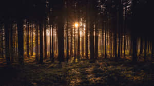 Sunset Glow Through Forest Trees4 K Wallpaper