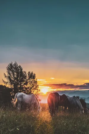 Sunset_ Grazing_ Horses_ Aesthetic.jpg Wallpaper