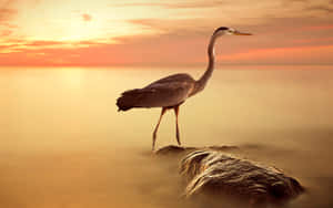 Sunset Heron Standingon Rock Wallpaper