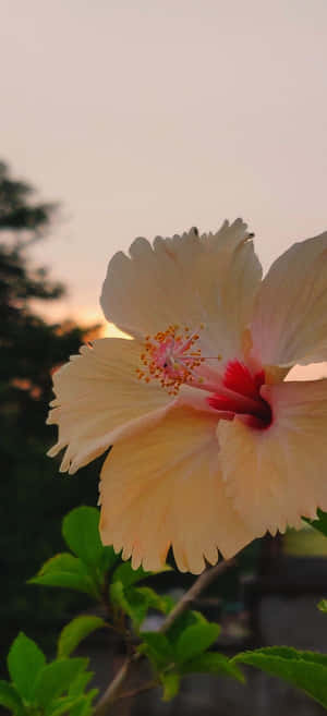 Sunset Hibiscus Glow Wallpaper