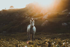 Sunset_ Horse_on_ Hillside.jpg Wallpaper