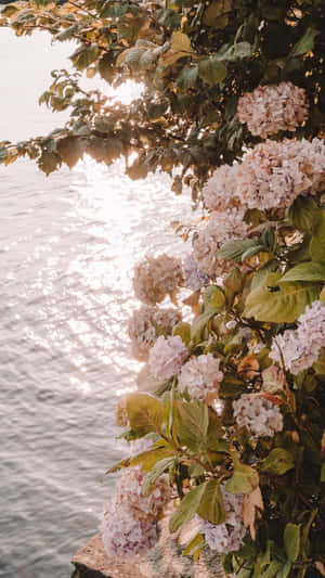 Sunset Hydrangeas Over Water.jpg Wallpaper