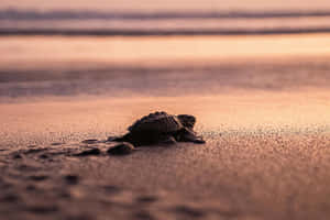 Sunset Journey Hatchling Turtle Wallpaper