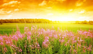Sunset Meadow Floral Bliss Wallpaper