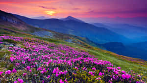 Sunset_ Mountain_ Blooms Wallpaper