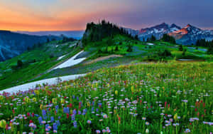 Sunset Mountain Meadow Bloom Wallpaper