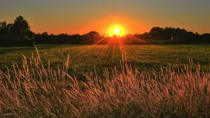 Sunset Over Golden Farmland Wallpaper