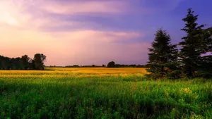 Sunset Over Green Farmland Wallpaper