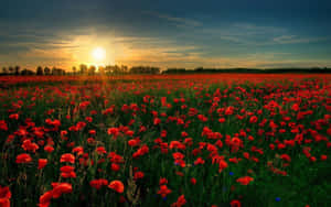 Sunset Over Poppy Field Landscape Wallpaper