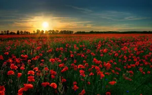 Sunset Over Poppy Field Landscape Wallpaper