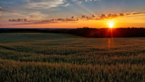 Sunset Over Wheat Farmland Wallpaper