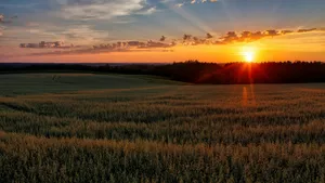 Sunset Over Wheat Farmland Wallpaper