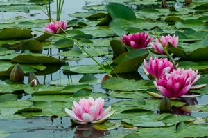 Sunset Overlooking Lush Green Landscape Wallpaper