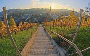 Sunset Path Through Schaffhausen Vineyard Wallpaper
