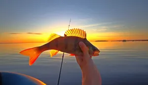 Sunset Perch Catch Wallpaper