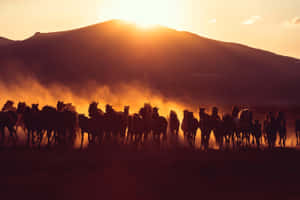 Sunset Silhouette Horse Herd Wallpaper