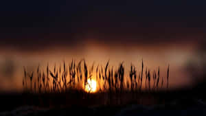 Sunset Silhouettes With Depth Effect Wallpaper