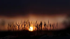 Sunset Silhouettes With Depth Effect Wallpaper