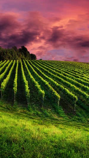 Sunset Sky In Vineyard Wallpaper