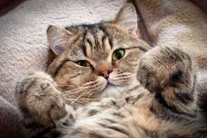 Sunset Skyline Behind A Mountain Lake Wallpaper