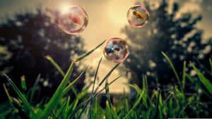 Sunset Soap Bubbles Grass Wallpaper