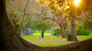 Sunset Stroll Adelaide Botanic Garden Wallpaper