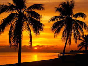 #_sunset_view: Serene Beach And Palm Trees At Dusk_# Wallpaper