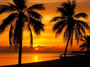 #_sunset_view: Serene Beach And Palm Trees At Dusk_# Wallpaper