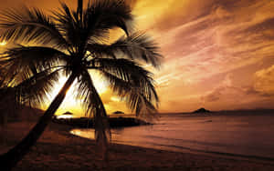 Sunset With Palm Tree Orange Sky Wallpaper