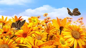 Sunshine Butterflies Sunflowers Wallpaper