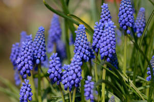 Sunshine Grape Hyacinth Flowers Wallpaper