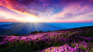 Sunshine Landscape Flower Wallpaper