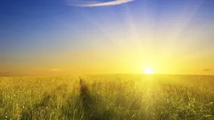 Sunshine Nature Meadow Wallpaper