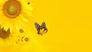 Sunshine Sunflower Yellow Wallpaper