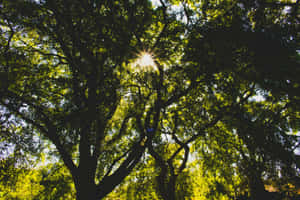 Sunshine Through Treetops.jpg Wallpaper