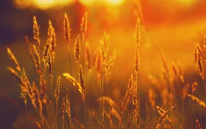 Sunshine Wheat Plants Wallpaper