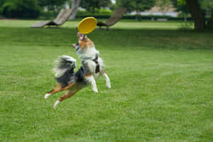 Super Energetic Dog Catching Frisbee Wallpaper