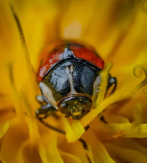 Super High Resolution Ladybug Wallpaper