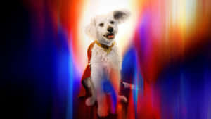 Supermans Loyal Canine Hero Wallpaper