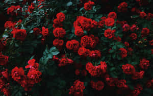 Surprise Your Loved One This Valentine's Day With A Bunch Of Fresh Red Roses! Wallpaper