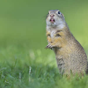 Surprised Gopherin Grass Wallpaper