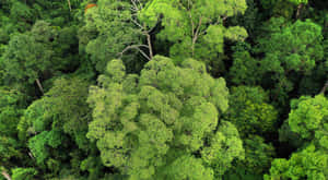 Sustainable Protection Of Diverse Forest Ecosystem Wallpaper