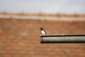 Swallow Restingon Metal Bar Wallpaper