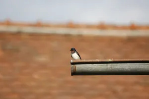 Swallow Restingon Metal Bar Wallpaper